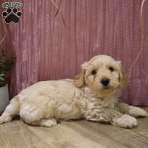 Gunner, Mini Goldendoodle Puppy